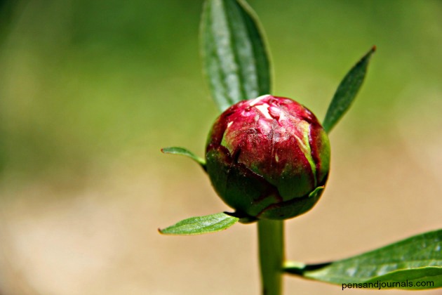 peony-bud - Copy