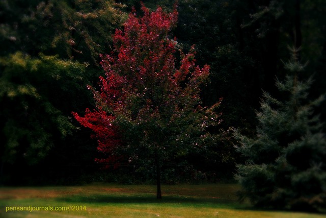 tipped in red wdp - Copy sml