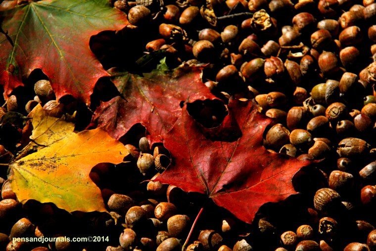 leaves and acorns