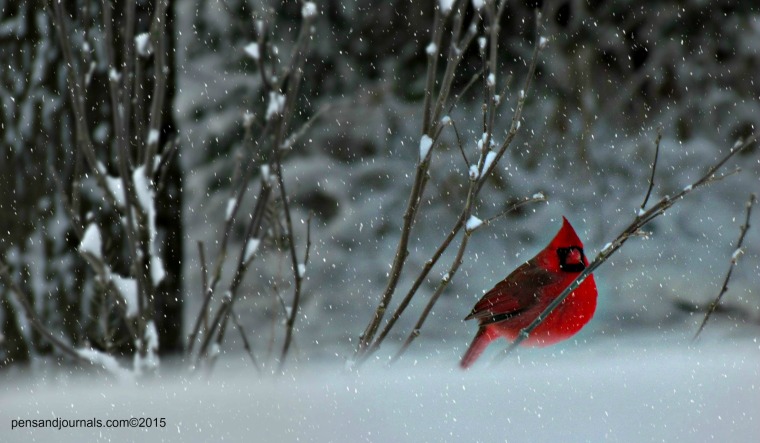 cardinal snow x flksxx - Copywdp
