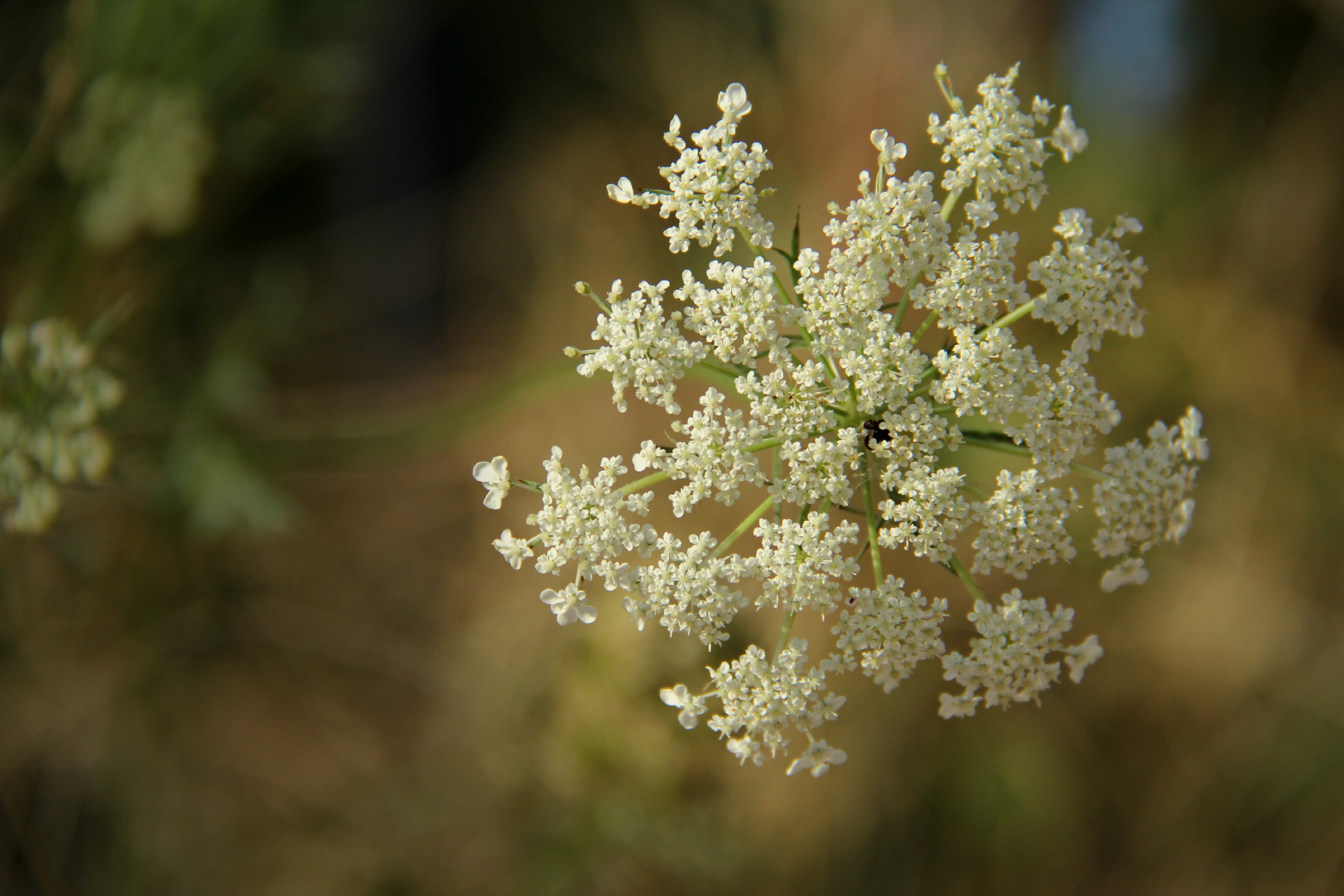 queens anne lace 4 x