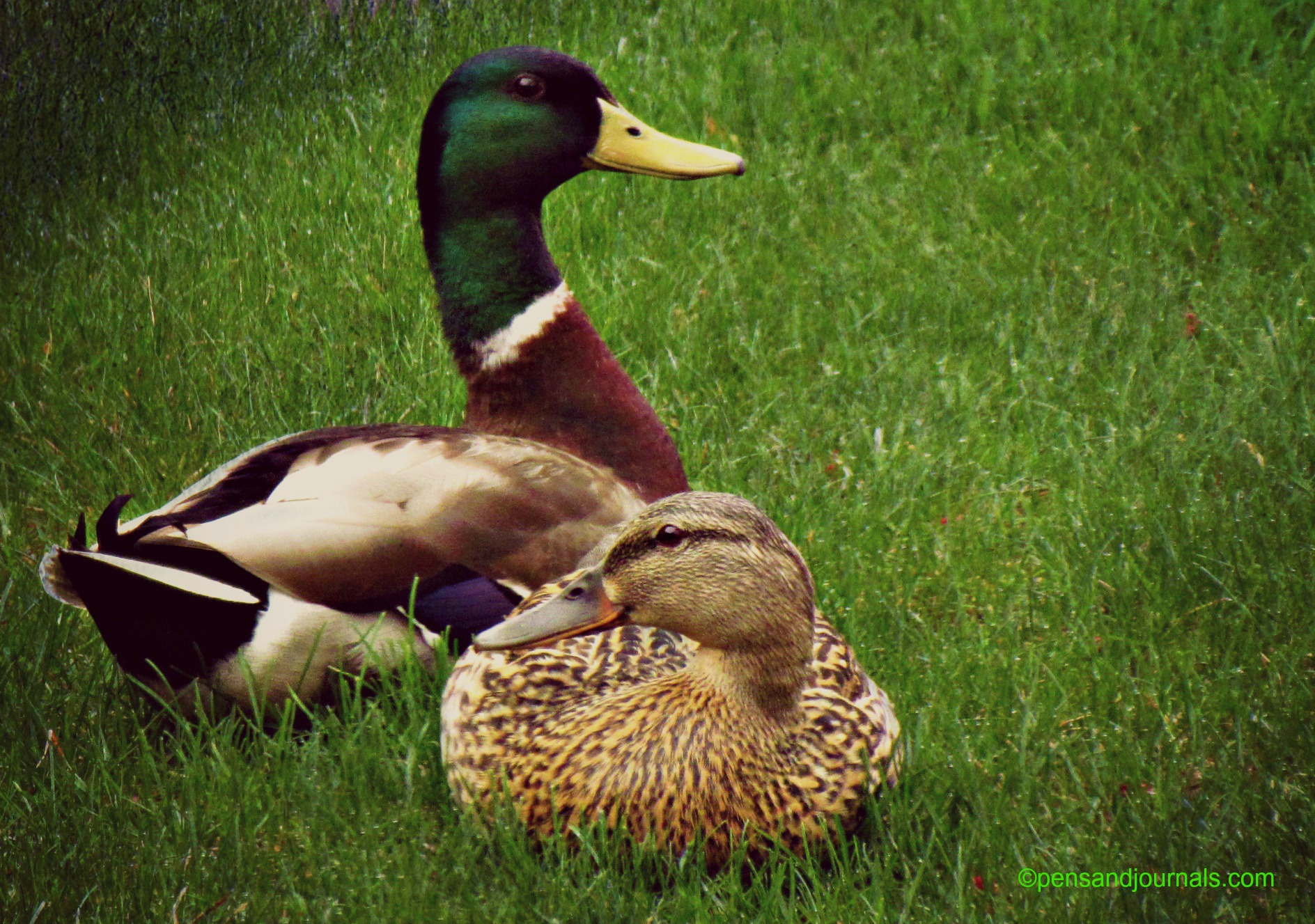 pair of ducks 2